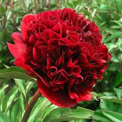 Пион РЕД ГРЕЙС травянистый  Пион РЕД ГРЕЙС травянистый в Туле