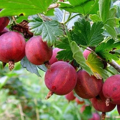 Крыжовник КРАСНОСЛАВЯНСКИЙ  Крыжовник КРАСНОСЛАВЯНСКИЙ в Туле