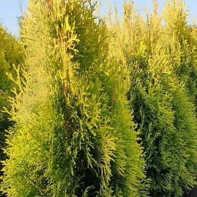 Туя ГОЛДЕН СМАРАГД западная в Туле