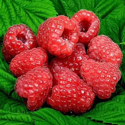 Саженцы малины оптом в Туле