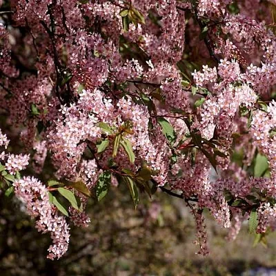 Черемуха в Туле