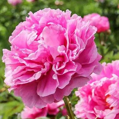 Пион АЛЕКСАНДР ФЛЕМИНГ травянистый  Пион АЛЕКСАНДР ФЛЕМИНГ травянистый в Туле