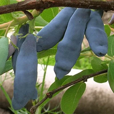 Жимолость съедобная ЛЕНИНГРАДСКИЙ ВЕЛИКАН  Жимолость съедобная ЛЕНИНГРАДСКИЙ ВЕЛИКАН в Туле