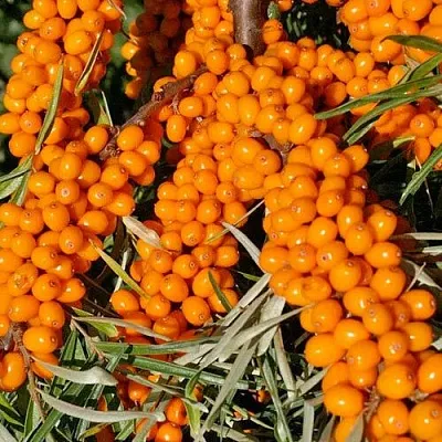 Облепиха ЕЛИЗАВЕТА в Туле