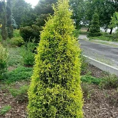 Можжевельник ГОЛД КОН обыкновенный в Туле