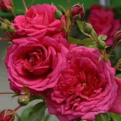 Саженцы роз ЛАГУНА плетистая  Саженцы роз ЛАГУНА плетистая в Туле