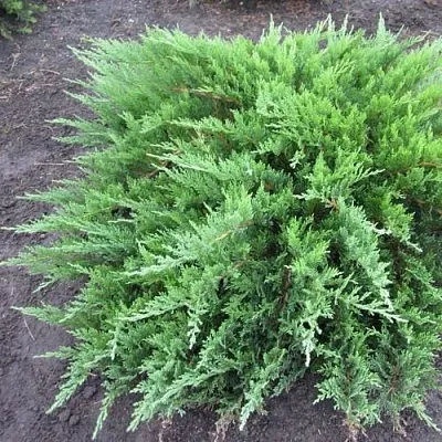 Можжевельник ТАМАРИСЦИФОЛИЯ казацкий  Можжевельник ТАМАРИСЦИФОЛИЯ казацкий в Туле