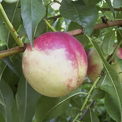 ПИЧЕРИН  ПИЧЕРИН в Туле