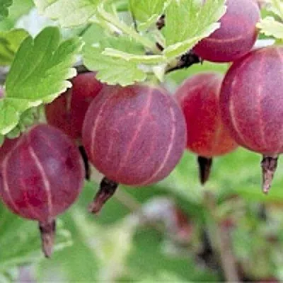 Крыжовник РАВОЛТ  Крыжовник РАВОЛТ в Туле