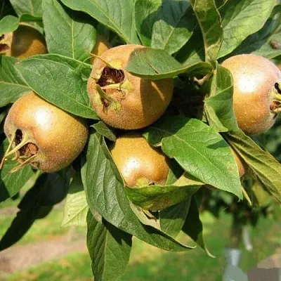 МУШМУЛА  в Туле