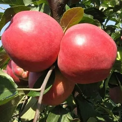 Яблоня ЗАСЛАВСКОЕ в Туле