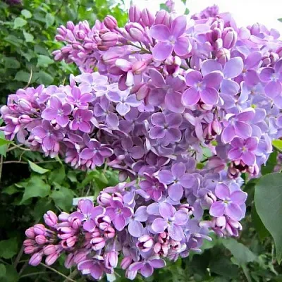 Сирень ОЛЯ  Сирень ОЛЯ в Туле