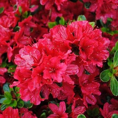 Азалия ХИНО КРИМСОН японская  Азалия ХИНО КРИМСОН японская в Туле