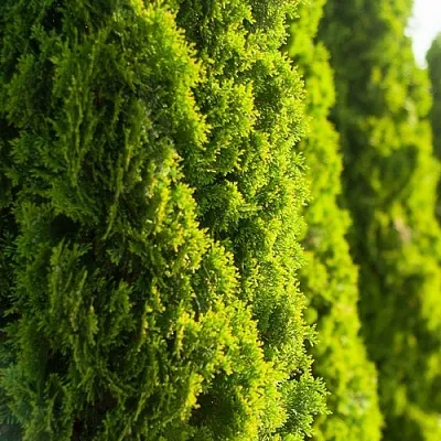 Туя  Туя в Туле