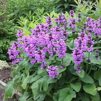 Буквица крупноцветковая  Буквица крупноцветковая в Туле