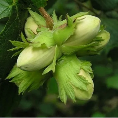 Фундук ТАМБОВСКИЙ ПОЗДНИЙ в Туле