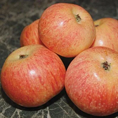 Яблоня КОНФЕТНОЕ  Яблоня КОНФЕТНОЕ в Туле