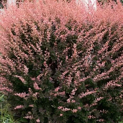 Барбарис РОУЗ ГЛОУ тунберга в Туле