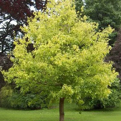 Клен ясенелистный в Туле