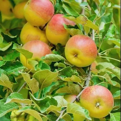 Яблоня ПАМЯТЬ БЛЫНСКОГО колонновидная  Яблоня ПАМЯТЬ БЛЫНСКОГО колонновидная в Туле