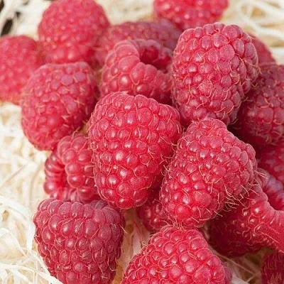 Малина МАРАСТАР в Туле