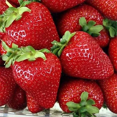 Клубника СКАЛА  Клубника СКАЛА в Туле