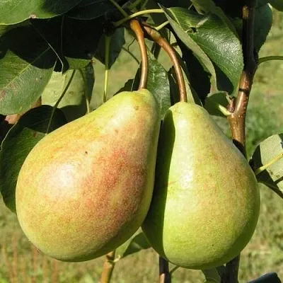 Груша ДУХМЯНАЯ в Туле