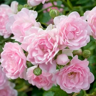 Саженцы роз ЗЕ ФЕЙРИ почвопокровная в Туле