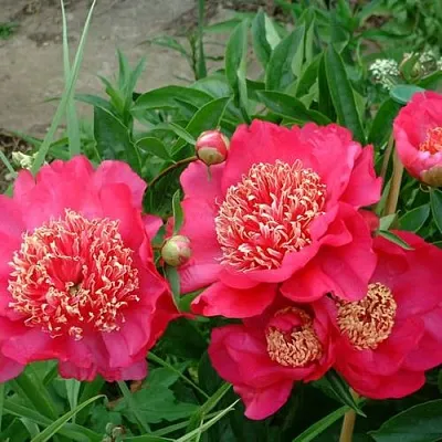 Пион БАРРИНГТОН БЕЛЬ травянистый  Пион БАРРИНГТОН БЕЛЬ травянистый в Туле