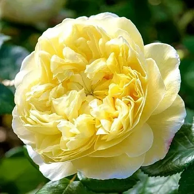 Саженцы роз ЧАРЛЬЗ ДАРВИН английская  Саженцы роз ЧАРЛЬЗ ДАРВИН английская в Туле