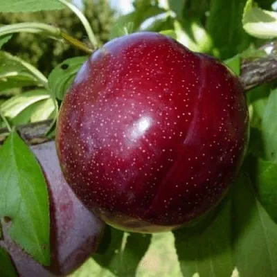 ШАРАФУГА в Туле