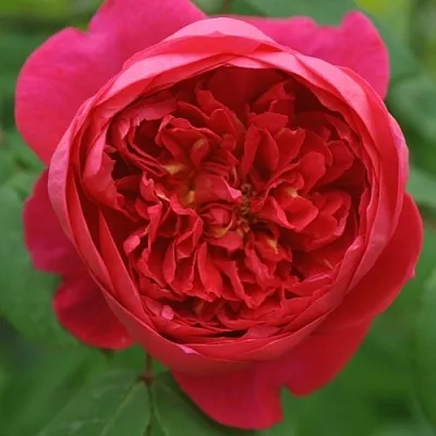 Саженцы роз БЕНДЖАМИН БРИТТЕН шраб  Саженцы роз БЕНДЖАМИН БРИТТЕН шраб в Туле