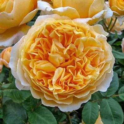 Саженцы роз БЕАТРИС английская  Саженцы роз БЕАТРИС английская в Туле