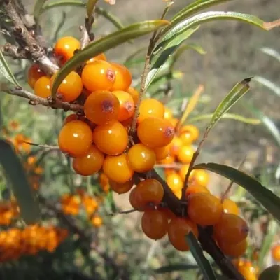 Облепиха СУДАРУШКА в Туле