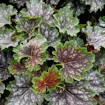 Гейхера МАРВЕЛОС МАРБЛ СИЛЬВЕР  Гейхера МАРВЕЛОС МАРБЛ СИЛЬВЕР в Туле