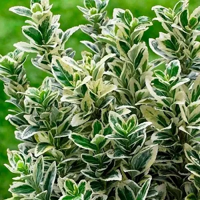 Бересклет в Туле