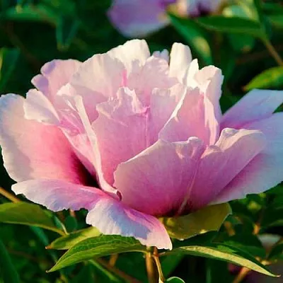 Пион ВРАТА ХРАМА древовидный  в Туле