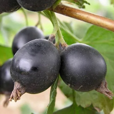 ЙОШТА в Туле