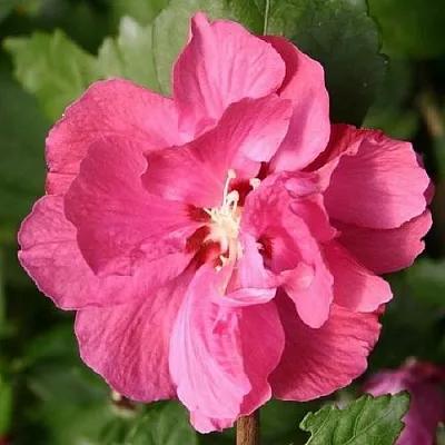 Гибискус ДЮК ДЕ БРАБАНТ сирийский  в Туле