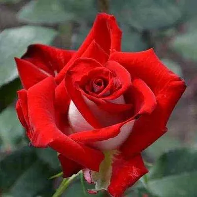 Саженцы роз АЛЬЯНС чайно-гибридная  Саженцы роз АЛЬЯНС чайно-гибридная в Туле