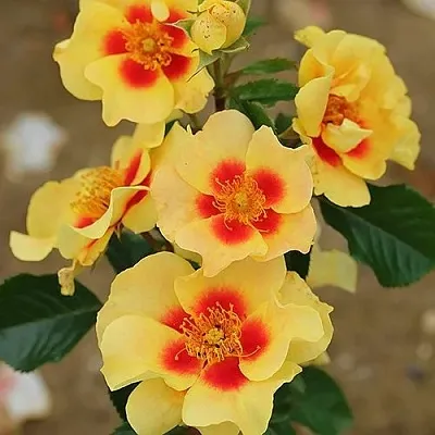 Саженцы роз АЙ ОФ ЗЕ ТАЙГЕР флорибунда  Саженцы роз АЙ ОФ ЗЕ ТАЙГЕР флорибунда в Туле