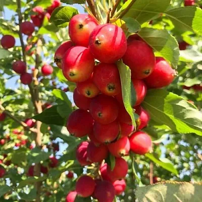 Яблоня КИТАЙКА ДОЛГО декоративная в Туле