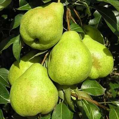 Груша АВГУСТОВСКАЯ РОСА в Туле