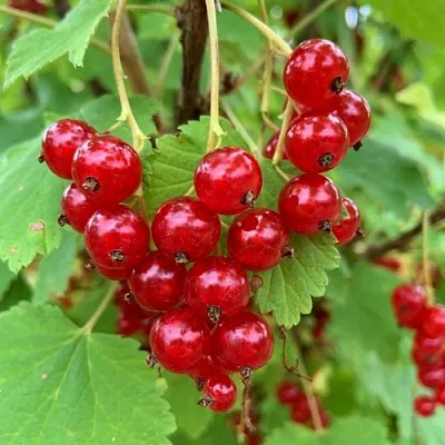 Смородина красная МААРСЕС ПРОМИНЕНТ в Туле