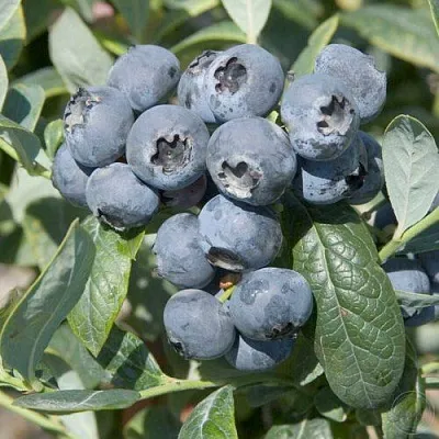 Голубика БРИГИТТА в Туле