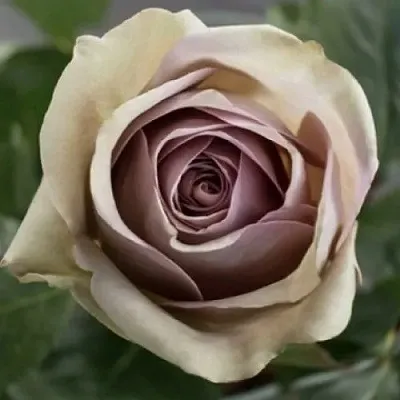 Саженцы роз АМНЕЗИЯ чайно-гибридная  Саженцы роз АМНЕЗИЯ чайно-гибридная в Туле