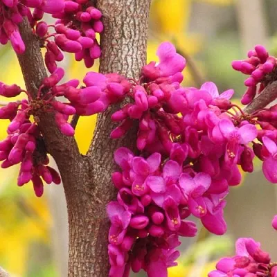 Церцис в Туле