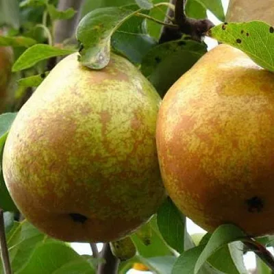 Груша БЕЛОРУСКА в Туле