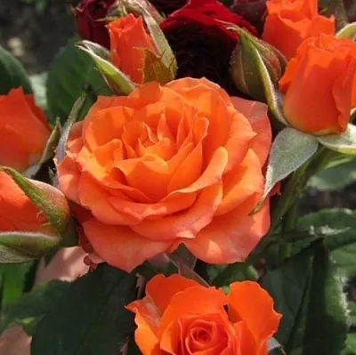 Саженцы роз АЛЕГРИЯ спрей  Саженцы роз АЛЕГРИЯ спрей в Туле