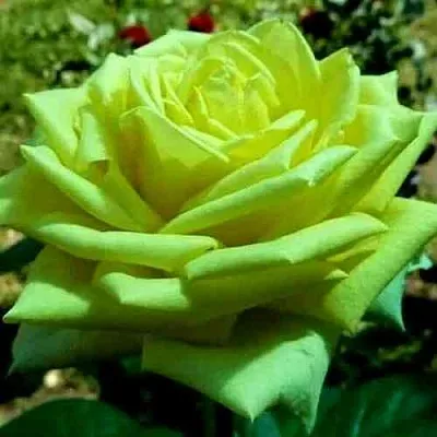 Саженцы роз АМАНДИНА чайно-гибридная  Саженцы роз АМАНДИНА чайно-гибридная в Туле